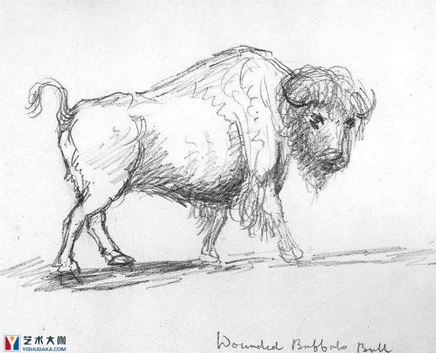 kane bull-Sketch